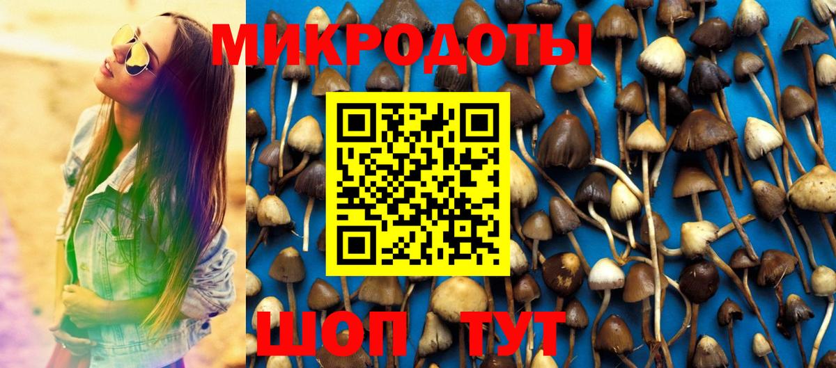 Галлюциногенные грибы Psilocybine cubensis Кашира